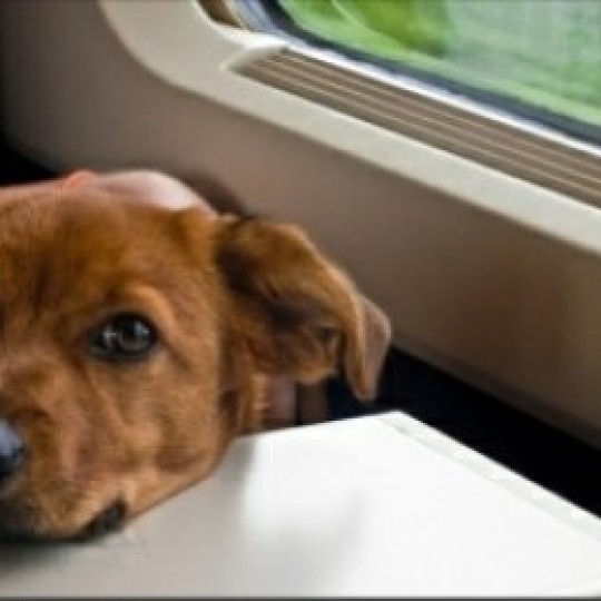 Traveling by train with a pet.